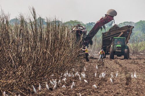 Corte automatizado de caña de azucar