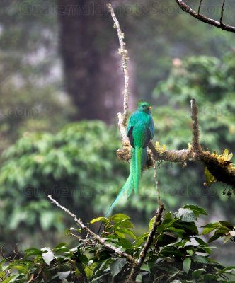 Quetzal en el Mirador Rey Tepepul