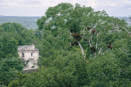Parque Nacional Tikal