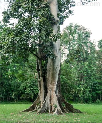 Ceiba y altar maya