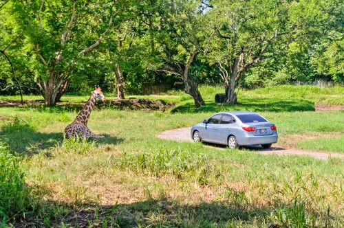 Autosafari