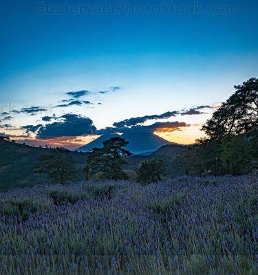 Jardines de Provenza al atardecer