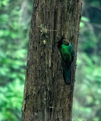 Hembra de quetzal en su nido