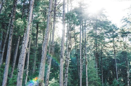 Bosque en Totonicapán