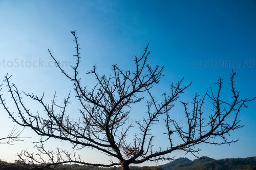 Paisaje entre ramas