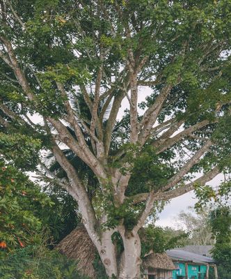 Ceiba en la Aldea El Caoba