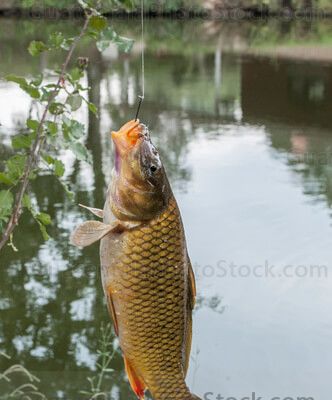 Pesca deportiva de truchas