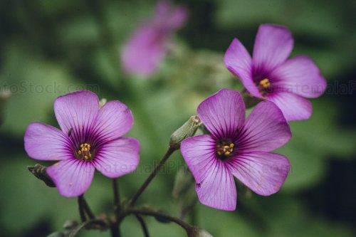 Flores de vinagrillo rosado (Oxalis articulata)