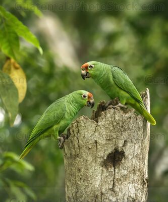Loro verde con frente roja en hábitat natural