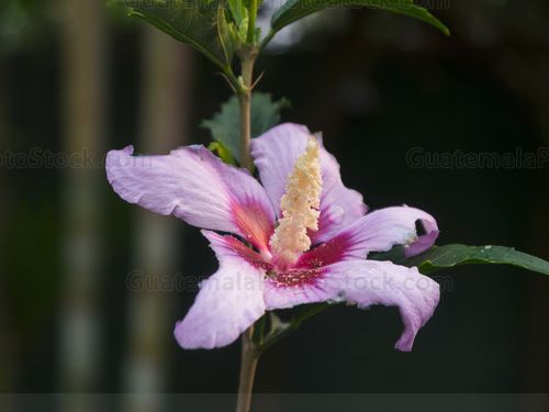 Flora