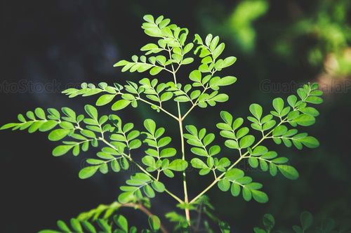 Planta de moringa