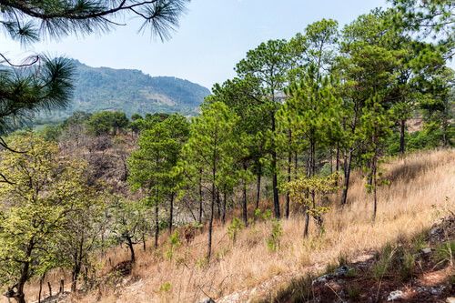 Bosque espinozo