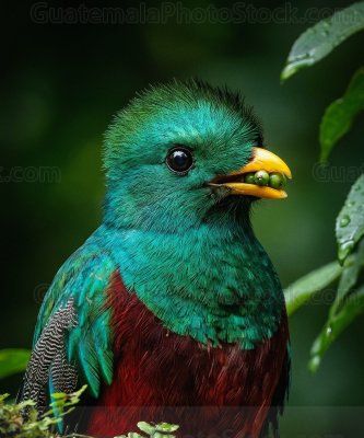 Quetzal