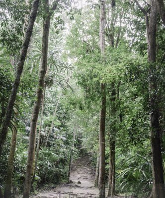 Sendero en Parque Nacional Tikal