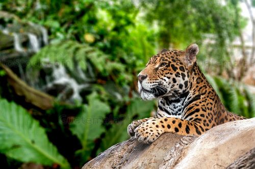 Jaguar