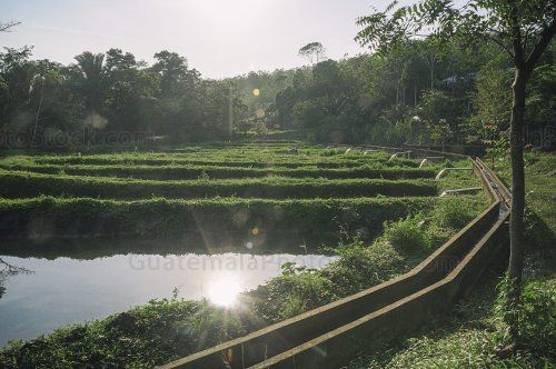 Piletas de crianza de peces