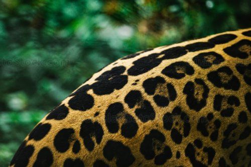 Lomo de Jaguar