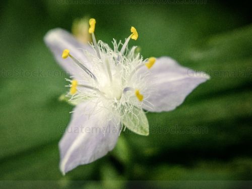 Macro naturaleza