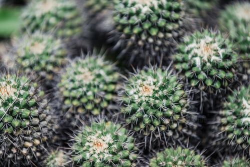 Planta del Jardín Botanico