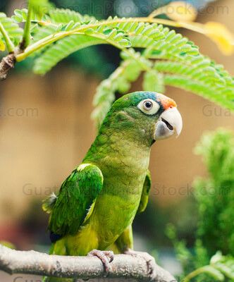 Loro