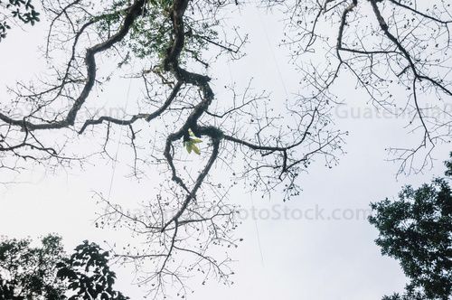 Ceiba