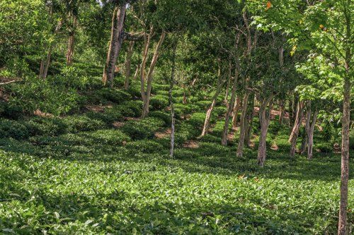 Campo agricola de la Cooperativa Chirrepec