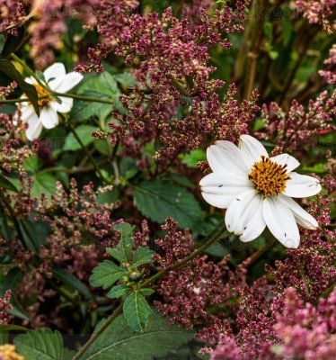 Amor seco o aguja española (Bidens pilosa)