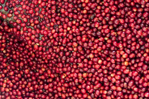 Granos de café orgánico
