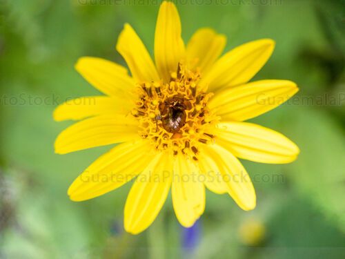 Macro fotografia