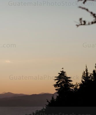 Siluetas de arboles al atardecer