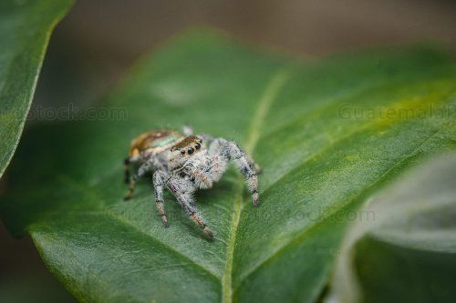 Araña saltarina