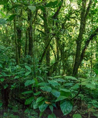 Selva tropical que rondea la Laguna de Maxbal