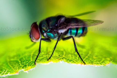 Macro fotografia