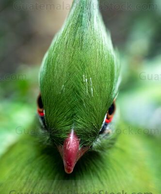 Turaco esmeralda con penacho en la selva tropical