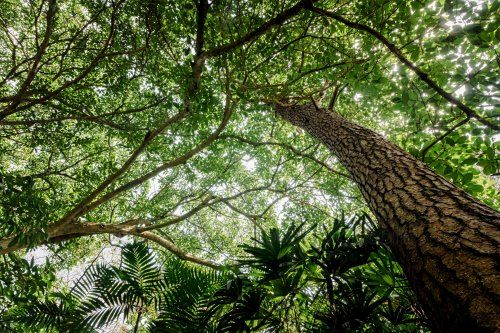 Árboles del Jardín Botánico