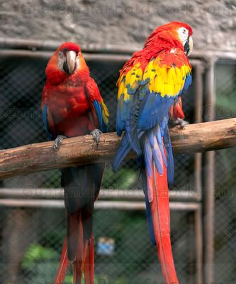 Guacamayas rojas en cautiverio