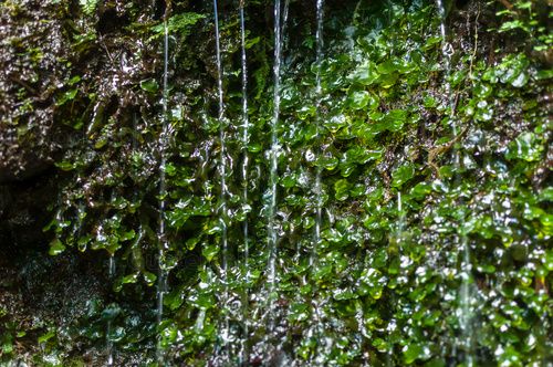 Nacimiento de agua en el Sendero del Alto