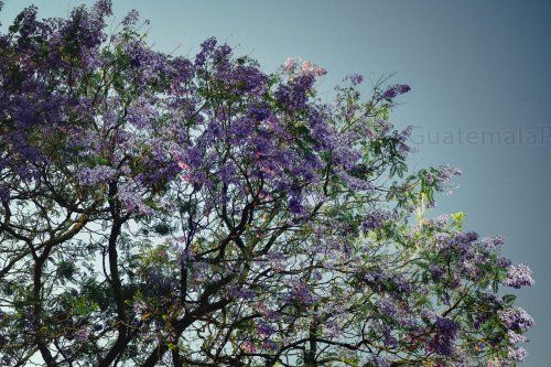 Árbol de Jacaranda