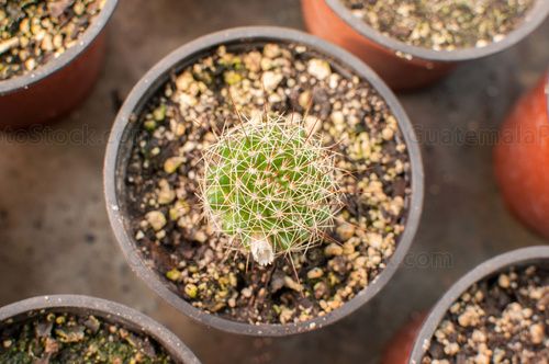 Cactus