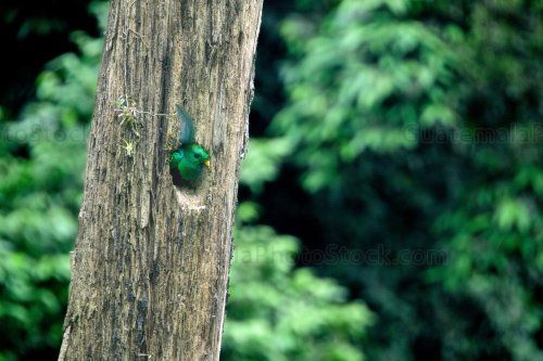 Quetzal en el Mirador Rey Tepepul