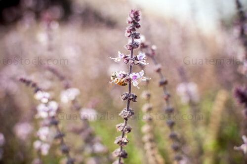 Alhabaca y abeja