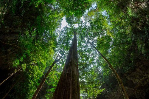 Bajo la sombra de gigantes