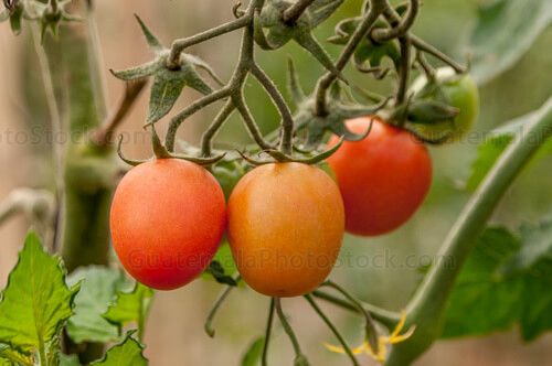 Tomate