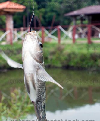 Pesca deportiva de truchas