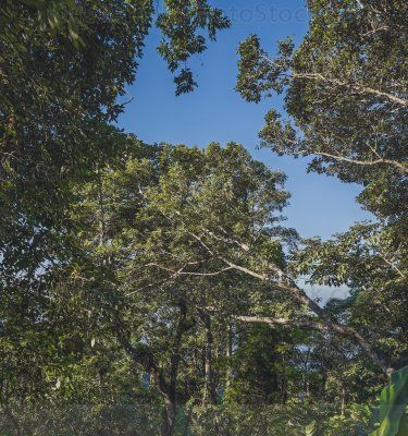 Denso bosque tropical