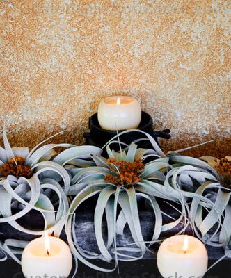Plantas decorativas, Tillandsia Xerographica