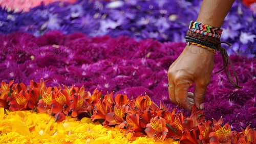 Elaboración de alfombra de flores