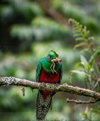 Hermbra de quetzal con rana