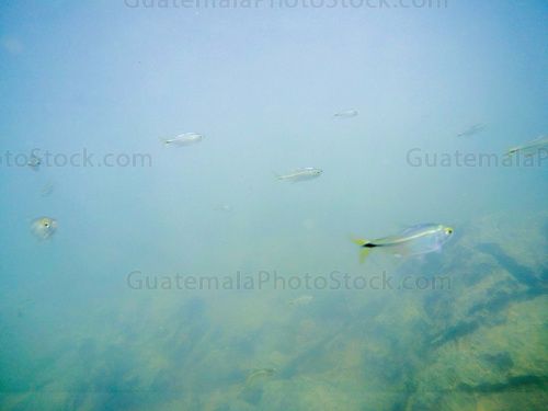 Peces en el Río Chiyú