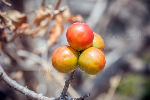 Jocotes